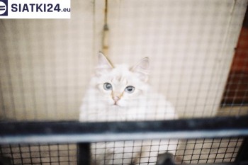 Siatki Radomsko - Zabezpieczenie balkonu siatką - Kocia siatka - bezpieczny kot dla terenów Radomska